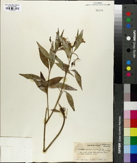 Asclepias quadrifolia image