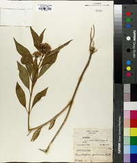 Asclepias perennis image