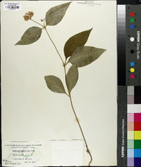 Asclepias quadrifolia image