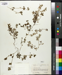 Nemophila breviflora image