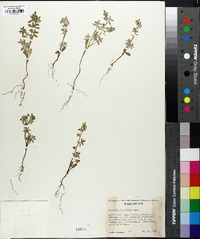 Nemophila breviflora image