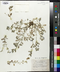 Nemophila menziesii image