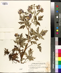 Phacelia bipinnatifida image