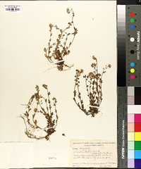 Phacelia dubia image