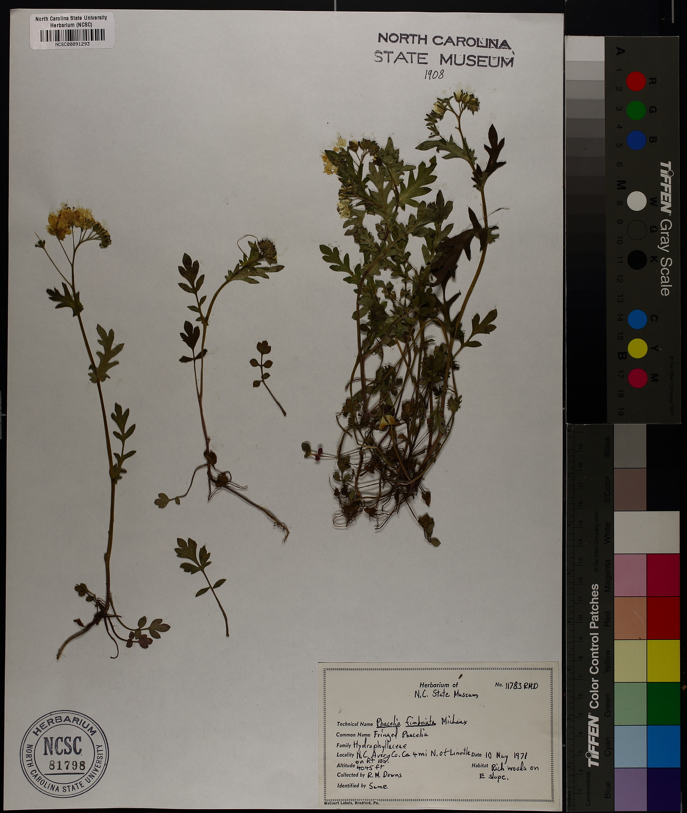Phacelia fimbriata image