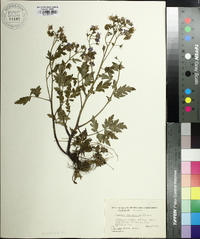 Phacelia bipinnatifida image