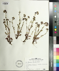 Phacelia hirsuta image