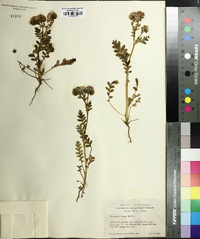 Phacelia cicutaria image