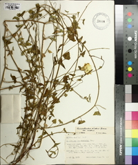 Calystegia macrostegia subsp. arida image