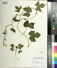 Ipomoea hederacea image