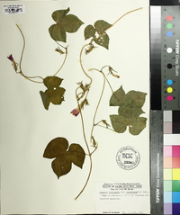 Ipomoea hederacea image