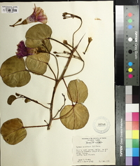 Ipomoea pes-caprae image