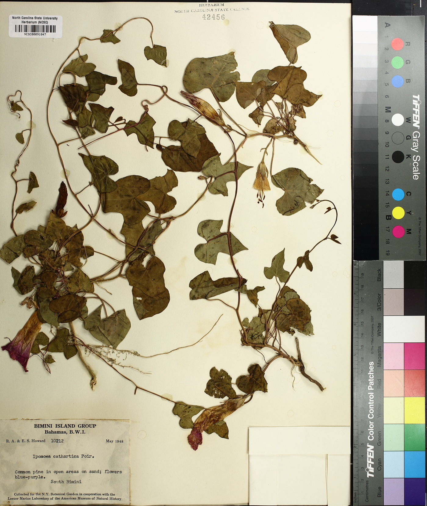Ipomoea indica image