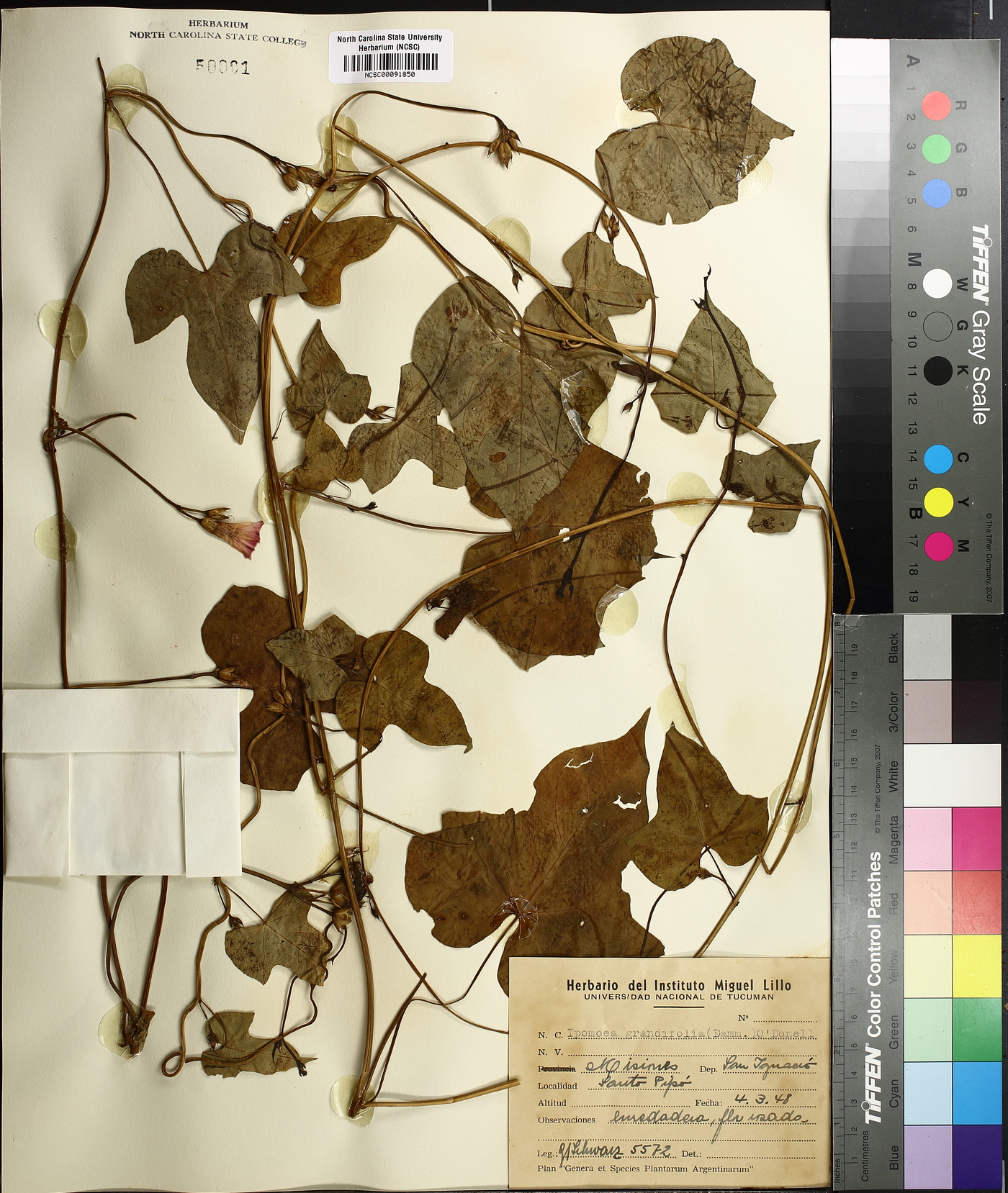 Ipomoea grandifolia image
