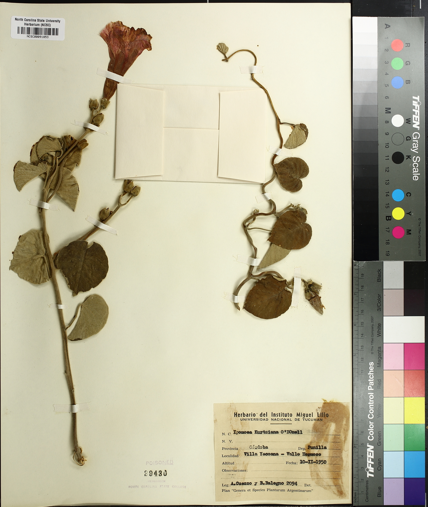 Ipomoea hieronymi image