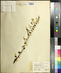 Jacquemontia curtissii image