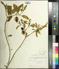 Physalis walteri image