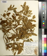 Physalis walteri image