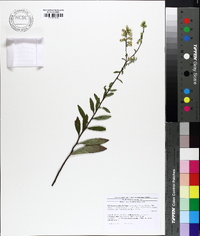 Solidago erecta image