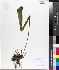 Sarracenia alata image