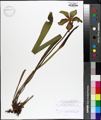 Sarracenia alata image
