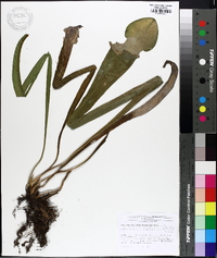 Sarracenia alata image