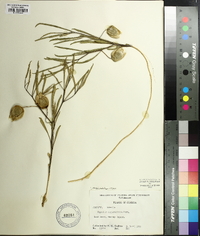 Physalis angustifolia image
