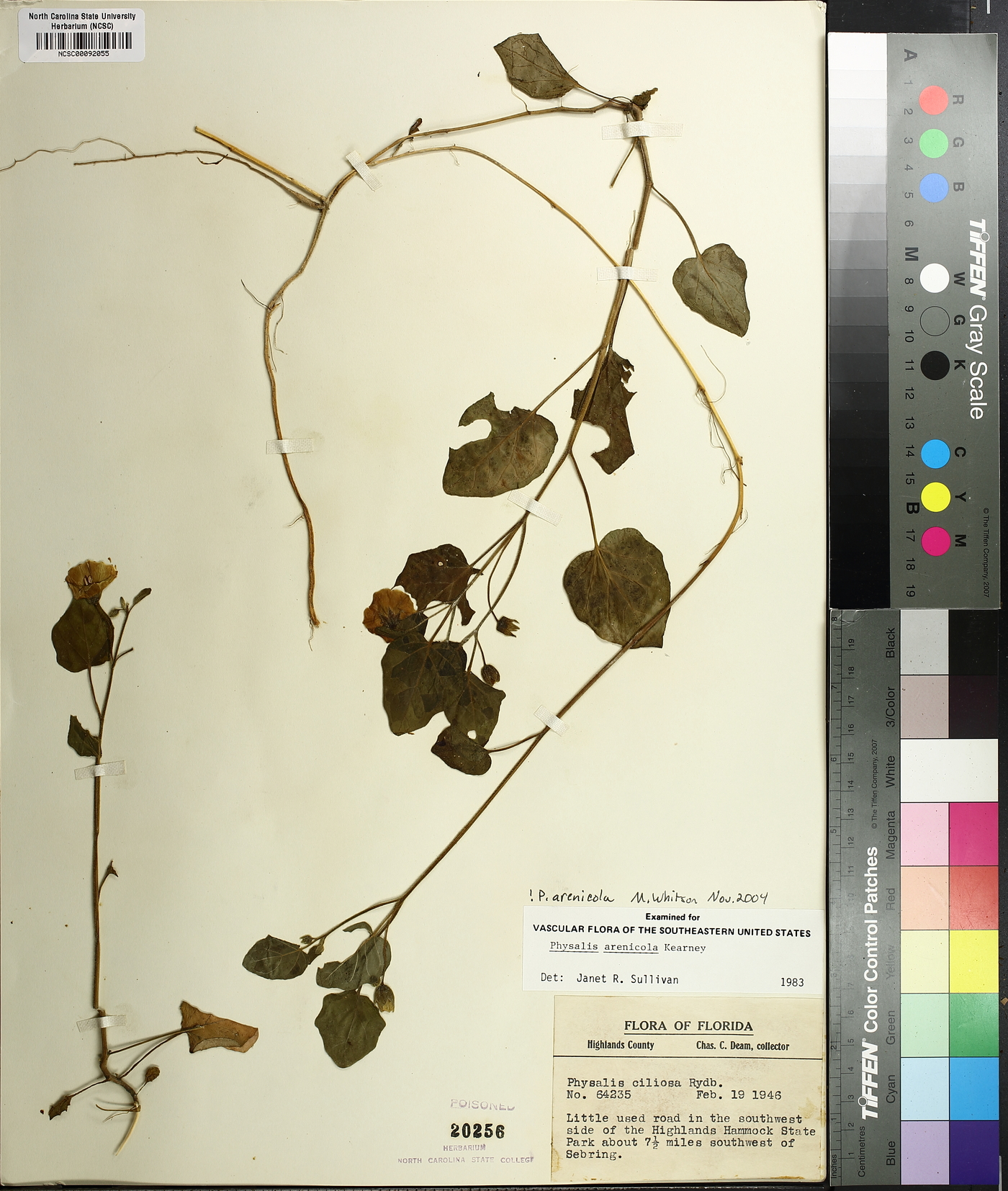 Physalis arenicola image