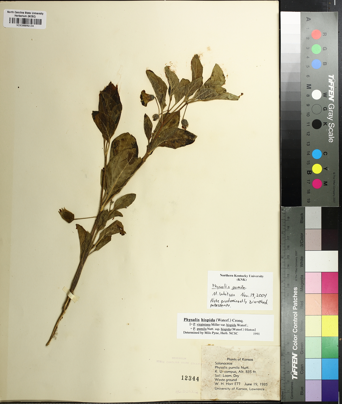 Physalis pumila image