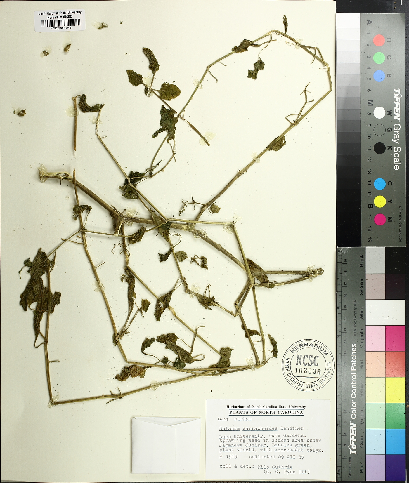 Solanum sarrachoides image