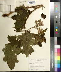 Solanum floridanum image