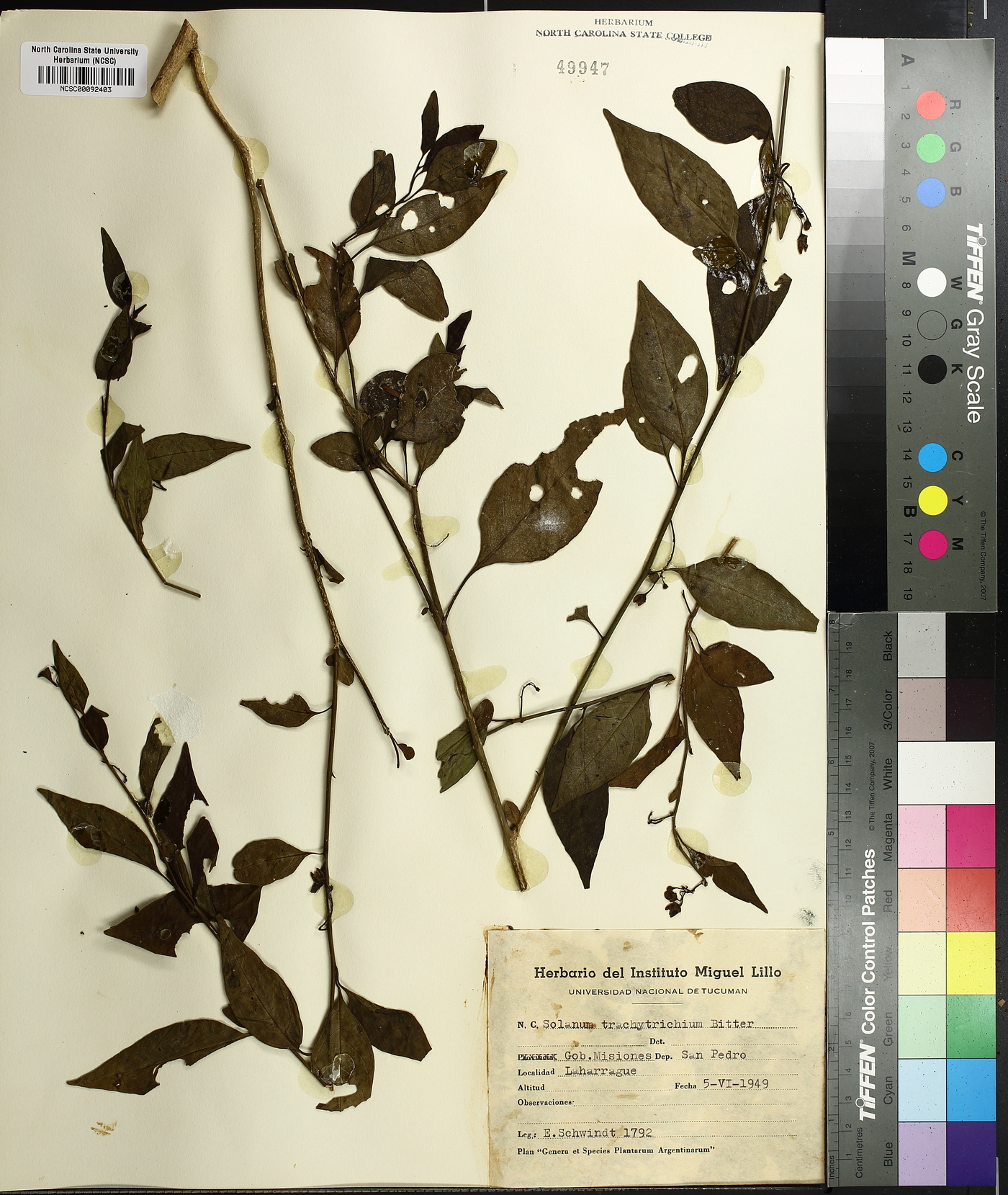 Solanum trachytrichium image