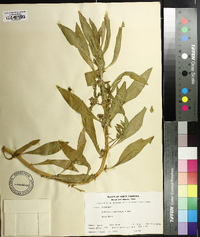 Hydrolea quadrivalvis image