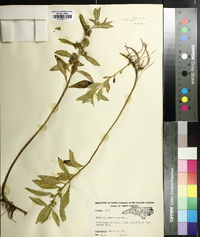 Hydrolea quadrivalvis image