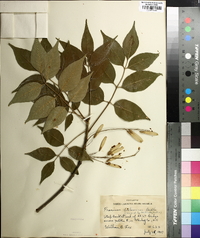 Fraxinus biltmoreana image