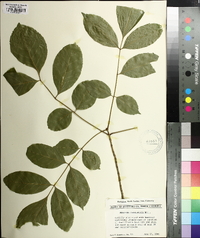 Fraxinus caroliniana image