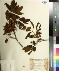 Fraxinus caroliniana image