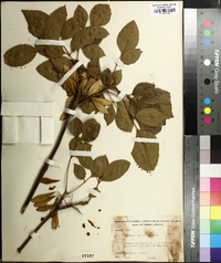 Fraxinus caroliniana image