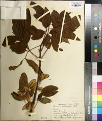 Fraxinus caroliniana image