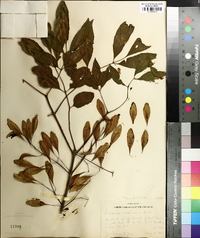 Fraxinus caroliniana image