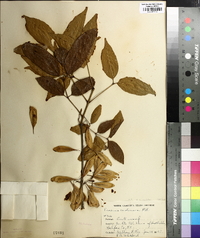 Fraxinus caroliniana image