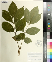 Fraxinus caroliniana image