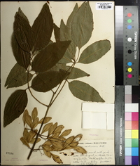 Fraxinus caroliniana image