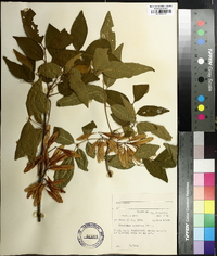 Fraxinus caroliniana image