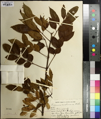 Fraxinus caroliniana image