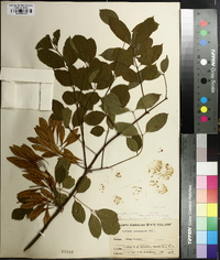 Fraxinus caroliniana image