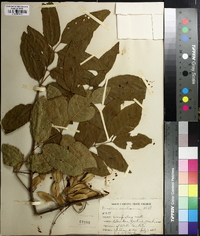 Fraxinus caroliniana image