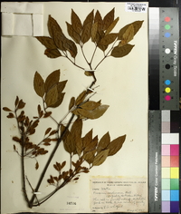 Fraxinus caroliniana image