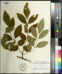 Fraxinus caroliniana image