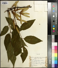 Fraxinus profunda image